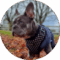 Cengiz Coban Avatar